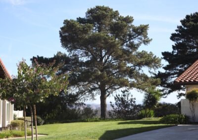 A tall tree beside mountain